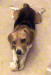 Fritz enjoying his bone