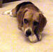 Fritz enjoying his bone