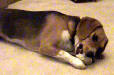 Fritz enjoying his bone