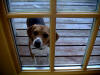 Fritz in the Window